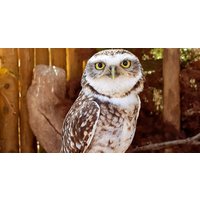 Embark on a Wild Adventure at Up to 58% Off at Exotic Zoo!
