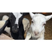 Mabie Farm Park: Adult, Child or Family Entry Ticket