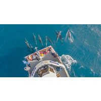 3-Hour or Private Coastal & Seal or Bay & Exploration & Dolphin Cruise