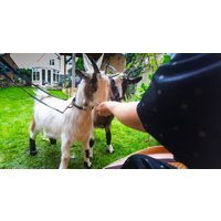 Pygmy Goat Picnics