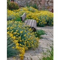 Le jardin des migrations : un parcours ethnobotanique au Mucem