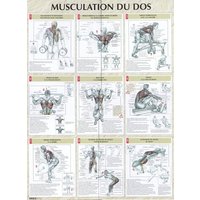 Musculation du dos planche plastifiée