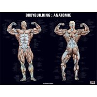 Poster bodybuilding : anatomie