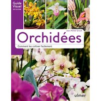 Orchidées : comment les cultiver facilement