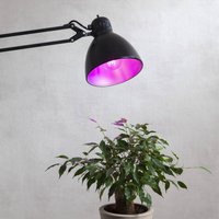 STAR TRADING LED plant bulb thrive, traditional light bulb A60, E27, 6.5 W red