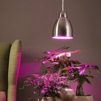 Paulmann Neordic Hilla pendant light, brushed iron