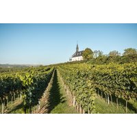 Wildkräuterwanderung durch die Weinberge Worms Wildkräuterwanderung durch die Weinberge Worms