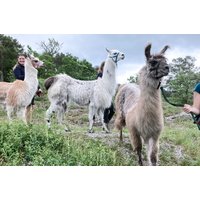 Lama Wanderung & Picknick Retzstadt für 2 – Mit dem Lama an der Hand und Deinem Liebsten an der Seite Lama Wanderung & Picknick Retzstadt für 2 – Mit dem Lama an der Hand und Deinem Liebsten an der Seite