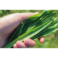 Kräuterspaziergang Mönchengladbach Kräuterspaziergang Mönchengladbach