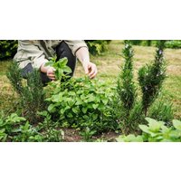 Heilkräuter Kurs Jüchen Heilkräuter Kurs Jüchen