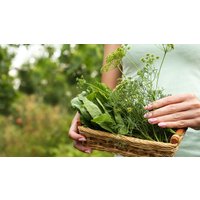 Wildkräuter Kurs Jüchen Jüchen Wildkräuter Kurs Jüchen Jüchen