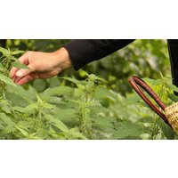 Wildkräuter Kurs Markdorf Markdorf Wildkräuter Kurs Markdorf Markdorf