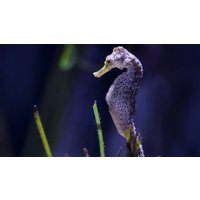 Sea Life Timmendorfer Strand Sea Life Timmendorfer Strand