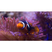 Sea Life Hannover (1 EW + 1 Kleinkind) Sea Life Hannover (1 EW + 1 Kleinkind)