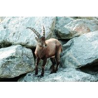 Alpine Zoo Innsbruck and Hungerburg Funicular Combo Ticket