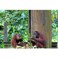 Full-Day Sepilok Orangutan,Sun Bear & Sandakan City Trail from Kota Kinabalu