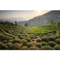 Private Hangzhou Tea Plantation Tour from Shanghai
