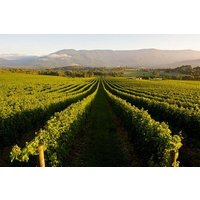 Half-Day Swan Valley Walk & Fruit Orchard