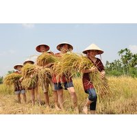 Full-Day Hoi An Town and Tra Que Vegetable Village Tour