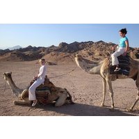 Camel riding with Bedouin evening and Oriental show