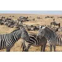 Cape Town 3-Day Attraction:Aquila Safari Tour&Wine &Robben Island