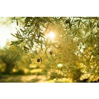 Olive Oil Tour close to Nafplio