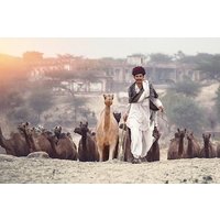 One-Way Transfer from Jodhpur to Jaipur via Pushkar With Lunch