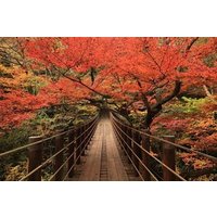 Autumn Leaves Day Trip to Fukuroda Falls and Hananuki Valley