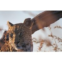 5 Days Leopard Safari