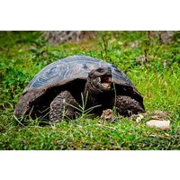 Galapagos By Land And Sea 4d-3n