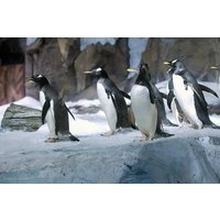 Sea Life Ocean World Bangkok Entrance Tickets