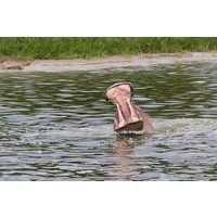 Ultimate Uganda Luxury Safari - 14 Days