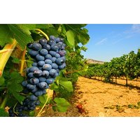 3-Days Tour to discover Western Sicily: Culture, Colors & Flavors, from Palermo