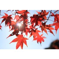 The Beauty of the Korea Fall foliage Discover 9days 8nights