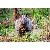 2 Day Chitwan National Park Tour from Kathmandu
