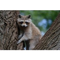 Montreal ZOO, private half day tour