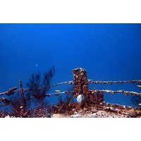 Aruba 1-Tank Night Dive for Certified Divers with Own Equipment