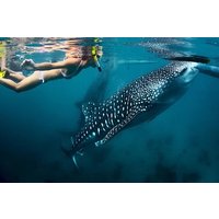 Oslob Whale shark swimming & Canyoneering Adventure, Kawasan Falls Day Tour