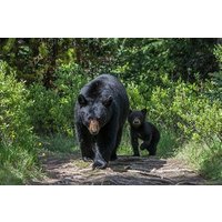 Jasper Evening Wildlife Tour