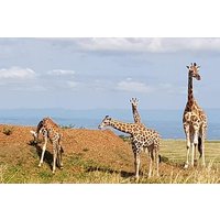 5 Days Uganda Wildlife Tour & Chimpanzee Habituation Experience