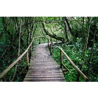 Valdivian Forest, Fray Jorge National Park and Valle del Encanto -Full day