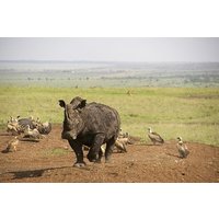 Half Day Nairobi National Park and Elephant Ophanage Tour From Nairobi