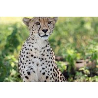 6 Days Big Five Tanzania Wildlife Safari