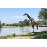 5 days Amboseli Tsavo National Park