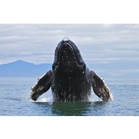 Samana Tours (With Whales) Full Day Excursion! All inclusive Tour!