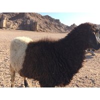 Roman's city Hurghada Monos Claudianos