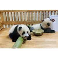Chengdu Giant Panda Base Half Day Trip