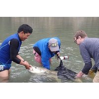 Golden Mahseer Fishing Trip Seti Karnali