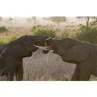 5 Days Explore Selous Game Reserve