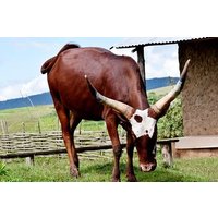 Day Trip to Heha Mount Hiking- Traditional houses- Cattle in traditional Burundi